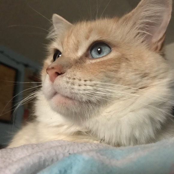 Meet your Posher, Angelina - Picture 4 of 6